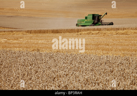 HARVESTING WHEAT Stock Photo