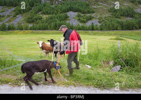 A 10 days old calf is ready to be released into the green grassy fields on the island Runde on the west coast of Norway. Stock Photo