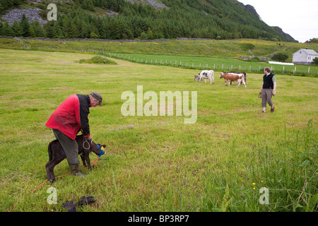 A 10 days old calf is ready to be released into the green grassy fields on the island Runde on the west coast of Norway. Stock Photo