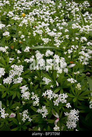 Woodruff or Sweet Woodruff Galium (Asperula) odoratum flowering in woodland in spring. Dorset. Stock Photo