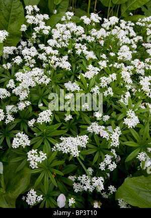 Woodruff or Sweet Woodruff Galium (Asperula) odoratum flowering in woodland in spring. Dorset. Stock Photo