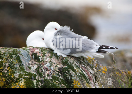 Kittiwakes, Rissa tridactyla, at the island Runde on the west coast of Norway. Stock Photo