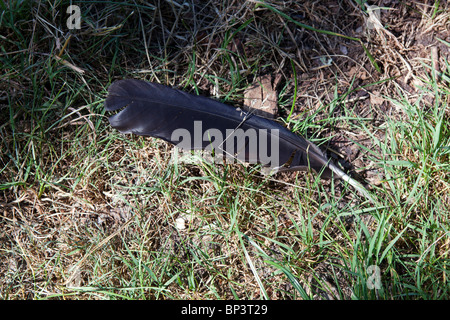 Feather on ground Stock Photo