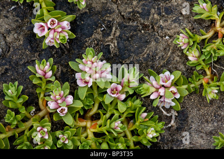 Sea milkwort, Glaux maritima, in flower on the coast, Eire Stock Photo