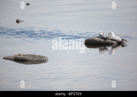 Kittiwakes, Rissa tridactyla, on a rock at the coastline of the island Runde on the west coast of Norway. Stock Photo