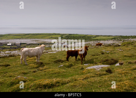 Cattle grazing high limestone pavement and pasture at Black Head, the Burren, Eire Stock Photo