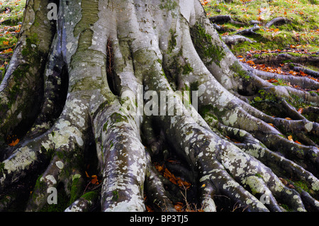 The roots of a beech tree in woodland at Grasmere in The Lake District National Park Cumbria, England. Stock Photo
