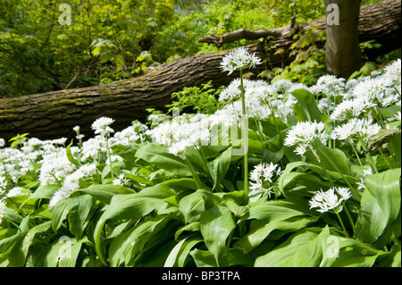 Wild Garlic or Allium ursinum in Woodland Environment, Cheshire, England, UK Stock Photo