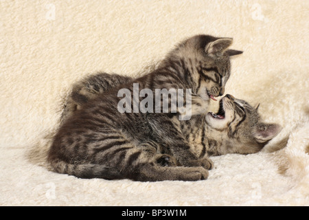two tabby kittens - playing Stock Photo