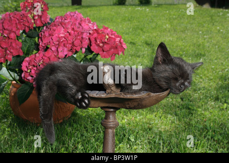 black kitten - sleeping on a bird bath Stock Photo