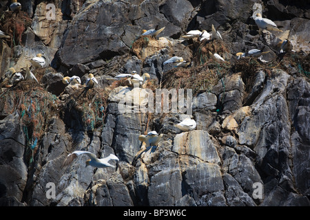 Northern Gannets, Morus bassanus, nesting on the steep cliff Rundebranden on the island Runde, Atlantic west coast, Norway.