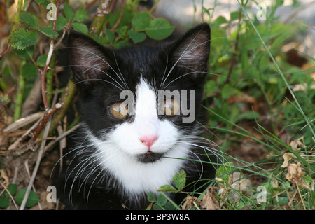 Domestic cat. Tuxedo kitten lying in a garden Stock Photo