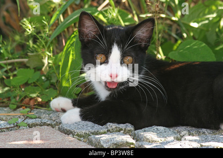 Domestic cat. Tuxedo kitten lying in a garden Stock Photo