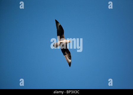 Great skua, Stercorarius skua, in flight above the bird sanctuary Runde island on the Atlantic west coast of Norway. Stock Photo