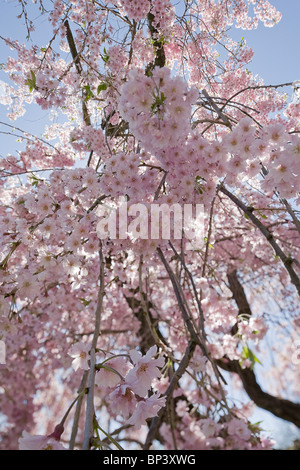 photograph of japanese cherry blossom tree from underneath blooms Stock Photo