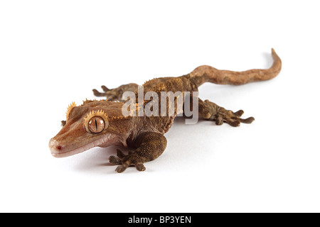 Male Crested Gecko, Rhacodactylus ciliatus on white background Stock Photo