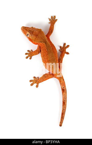 Female Crested Gecko, Rhacodactylus ciliatus on white background Stock Photo