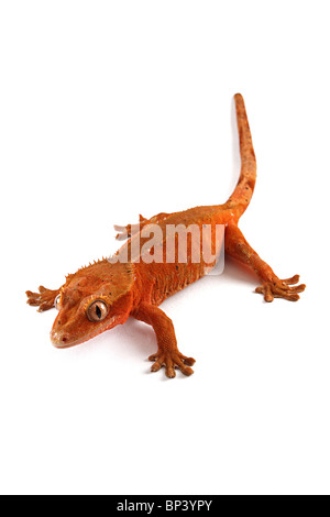 Female Crested Gecko, Rhacodactylus ciliatus on white background Stock Photo