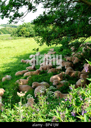 Sheep in the shade under a large tree, Bude, Cornwall, UK Stock Photo