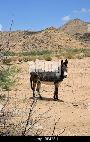 Donkey standing alone in the desert of Arizona, Hackberry, USA Stock Photo