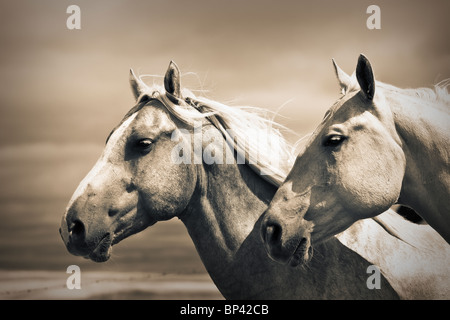 Portrait of two Quarter Horses on the Canadian Prairie.  Big Muddy Badlands, Saskatchewan, Canada. Stock Photo