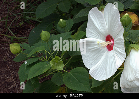 White Hibiscus flower in full bloom.