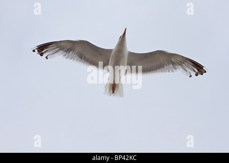 Herring gull in flight Stock Photo