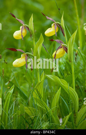 Lovely clump of Lady's Slipper Orchids, Cypripedium calceolus Estonia Stock Photo