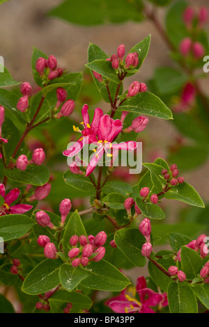 Tatarian Honeysuckle, Lonicera tatarica; native to eastern Russia, but widely naturalised. Stock Photo