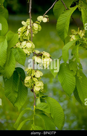 Wych Elm, Ulmus glabra, in fruit; Estonia Stock Photo