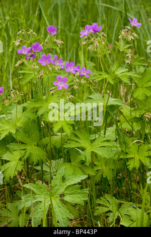 Wood Cranesbill, Geranium sylvaticum in flower. Estonia Stock Photo