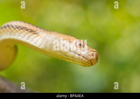 Yellow rat snake, Elaphe obsoleta quadrivittata, native to eastern United States Stock Photo