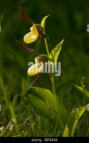 Lady's Slipper Orchids, Cypripedium calceolus Stock Photo