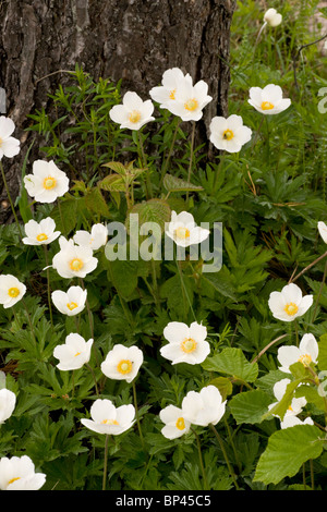 Snowdrop Windflower, Anemone sylvestris in masses on Saarema, Estonia Stock Photo