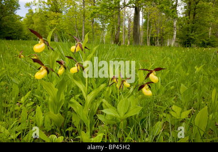 Spectacular masses of Lady's Slipper Orchids, Cypripedium calceolus Estonia Stock Photo