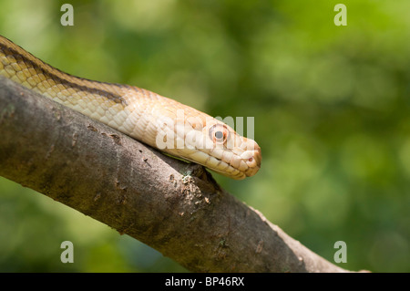 Yellow rat snake, Elaphe obsoleta quadrivittata, native to eastern United States Stock Photo