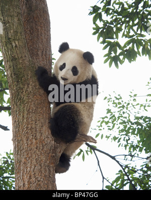 Giant panda climbing down tree, Panda Breeding Centre, Ya'an, Sichuan, China Stock Photo