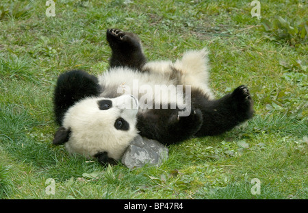 5 month old giant panda cub rolls on ground, Wolong China Stock Photo