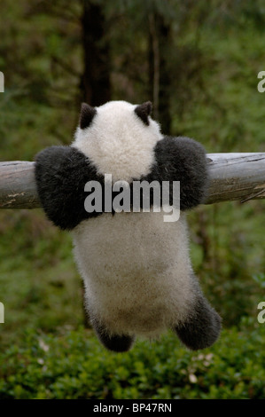 6 month old panda cub clings to trunk, Wolong, China Stock Photo