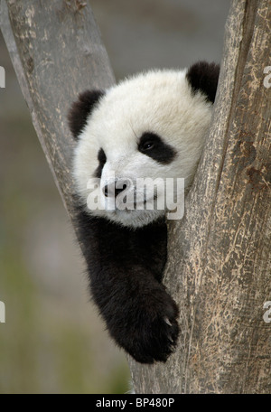 Young giant panda cub, in fork of tree Wolong China Stock Photo