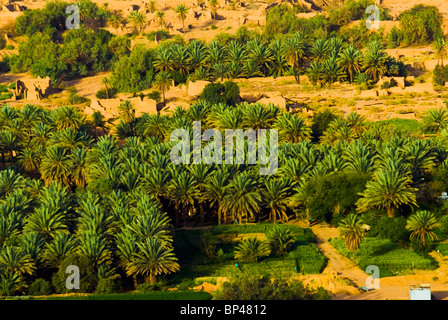 Saudi Arabia, Al-Ula town and oasis, date palm trees Stock Photo