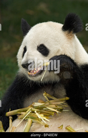 Giant panda feeding on bamboo stem Sichuan Province, China Stock Photo