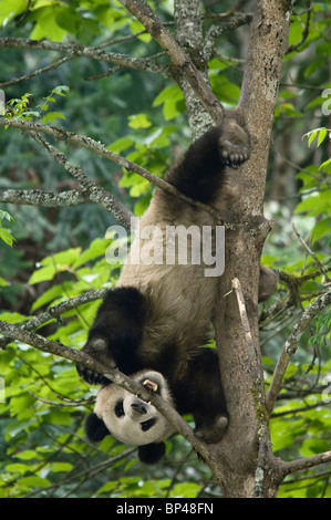 Giant panda descends a tree upside down tree Wolong, China Stock Photo