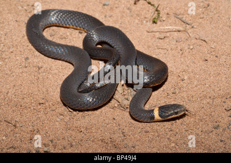 Northern ring-necked snake, Diadophis punctatus edwardsii, native to North America Stock Photo