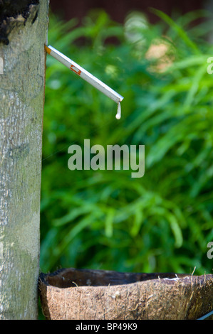 Thailand, Phang-Nga. Local rubber plantation, tapping latex from rubber tree. Stock Photo