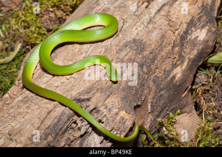 Smooth green snake, Opheodrys vernalis, native to Northern North America Stock Photo