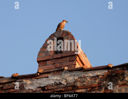 Tawny Owl in chimney alcove being mobbed by a Jay; Sigishoara, Romania. Stock Photo