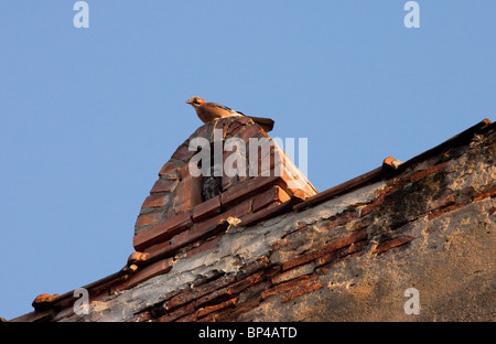 Tawny Owl in chimney alcove being mobbed by a Jay; Sigishoara, Romania. Stock Photo