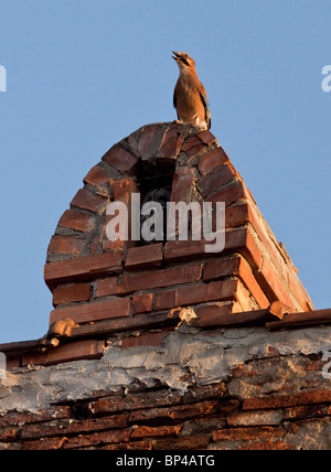 Tawny Owl in chimney alcove being mobbed by a Jay; Sigishoara, Romania. Stock Photo