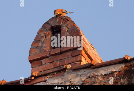 Tawny Owl in chimney alcove being mobbed by a Jay; Sigishoara, Romania. Stock Photo